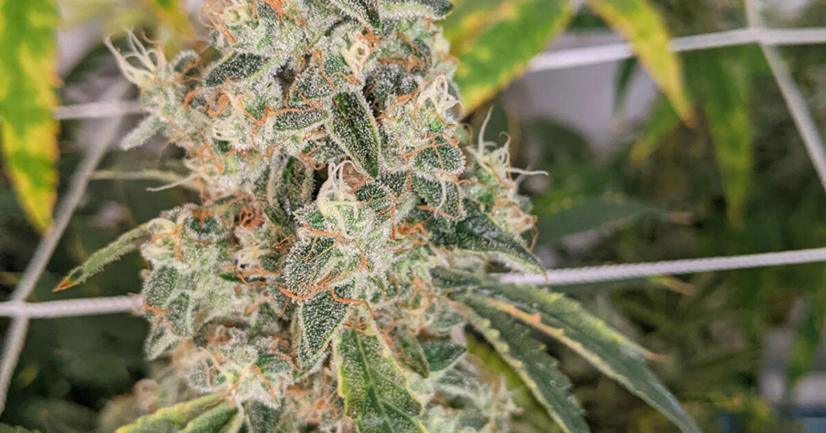 Frosted Cherry Cookies